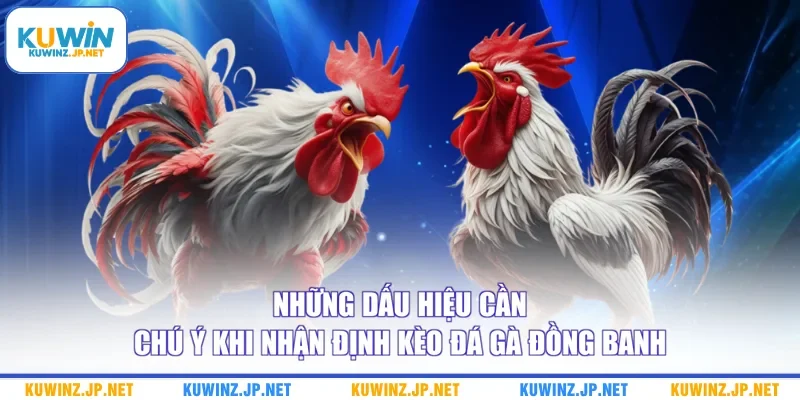 Cách Nhận Định Kèo Đá Gà Đồng Banh Qua Tương Quan Chiến Kê 3 Những dấu hiệu cần chú ý khi nhận định kèo đá gà đồng banh