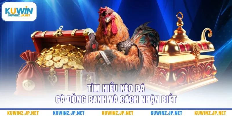 Cách Nhận Định Kèo Đá Gà Đồng Banh Qua Tương Quan Chiến Kê 1 Tìm hiểu kèo đá gà đồng banh và cách nhận biết